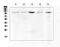 Heat Shock Protein Family H (Hsp110) Member 1 antibody, PA5-79417, Invitrogen Antibodies, Western Blot image 