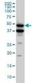 Bone Morphogenetic Protein 7 antibody, H00000655-M01, Novus Biologicals, Western Blot image 