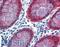 Homeobox C8 antibody, LS-B4004, Lifespan Biosciences, Immunohistochemistry frozen image 