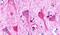 P2Y Receptor Family Member 8 antibody, PA5-34097, Invitrogen Antibodies, Immunohistochemistry frozen image 