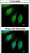 SH3 Domain Containing GRB2 Like 1, Endophilin A2 antibody, LS-C186314, Lifespan Biosciences, Immunocytochemistry image 