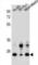 GDNF Family Receptor Alpha 4 antibody, abx027306, Abbexa, Western Blot image 