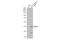 Spi-1 Proto-Oncogene antibody, GTX101581, GeneTex, Western Blot image 
