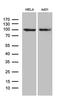 MutL Homolog 1 antibody, LS-C796137, Lifespan Biosciences, Western Blot image 