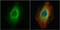 Rho Associated Coiled-Coil Containing Protein Kinase 1 antibody, GTX113266, GeneTex, Immunocytochemistry image 