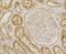 Annexin A4 antibody, NBP2-76976, Novus Biologicals, Immunohistochemistry paraffin image 