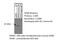 Glutathione Peroxidase 8 (Putative) antibody, 16846-1-AP, Proteintech Group, Western Blot image 