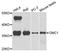 DNA Meiotic Recombinase 1 antibody, A4491, ABclonal Technology, Western Blot image 