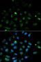 Perforin 1 antibody, LS-C330792, Lifespan Biosciences, Immunofluorescence image 