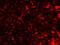 Transmembrane Protein 38B antibody, A09944, Boster Biological Technology, Immunofluorescence image 