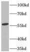 Target of EGR1 protein 1 antibody, FNab08853, FineTest, Western Blot image 