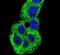 Actin Gamma 1 antibody, PA5-13467, Invitrogen Antibodies, Immunofluorescence image 