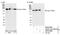 DNA Topoisomerase II Beta antibody, NB100-40842, Novus Biologicals, Western Blot image 