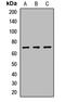ATM Interactor antibody, orb412579, Biorbyt, Western Blot image 