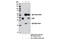 SIX Homeobox 1 antibody, 12891S, Cell Signaling Technology, Immunoprecipitation image 
