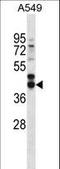Follistatin antibody, LS-B10674, Lifespan Biosciences, Western Blot image 