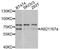Proteasome 26S Subunit, Non-ATPase 3 antibody, A2790, ABclonal Technology, Western Blot image 