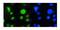 Mediator Complex Subunit 15 antibody, M03568, Boster Biological Technology, Immunofluorescence image 