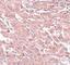 Breast Carcinoma Amplified Sequence 4 antibody, NBP1-77126, Novus Biologicals, Immunohistochemistry frozen image 