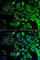 Jumonji Domain Containing 7 antibody, A7408, ABclonal Technology, Immunofluorescence image 