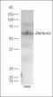 IKAROS Family Zinc Finger 2 antibody, orb186532, Biorbyt, Western Blot image 