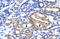 Meis Homeobox 2 antibody, orb329789, Biorbyt, Immunohistochemistry paraffin image 