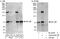 Influenza virus NS1A-binding protein homolog antibody, A302-879A, Bethyl Labs, Immunoprecipitation image 