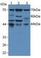 Eukaryotic Translation Initiation Factor 2 Alpha Kinase 2 antibody, abx128520, Abbexa, Western Blot image 