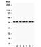 Isocitrate Dehydrogenase (NADP(+)) 1, Cytosolic antibody, R31836, NSJ Bioreagents, Western Blot image 