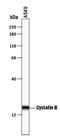 Cystatin B antibody, PA5-46909, Invitrogen Antibodies, Western Blot image 