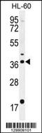 Olfactory Receptor Family 2 Subfamily W Member 3 antibody, 55-741, ProSci, Western Blot image 