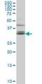 Tetraspanin 32 antibody, H00010077-M02, Novus Biologicals, Western Blot image 