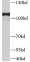 Transmembrane Protein 132A antibody, FNab08751, FineTest, Western Blot image 