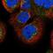 Bordetella pertussis antibody, NBP1-84169, Novus Biologicals, Immunofluorescence image 