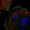 Transient Receptor Potential Cation Channel Subfamily V Member 3 antibody, NBP2-57314, Novus Biologicals, Immunofluorescence image 