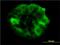 SHC Adaptor Protein 1 antibody, H00006464-M01, Novus Biologicals, Immunofluorescence image 