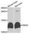 G Protein Subunit Gamma 3 antibody, orb374251, Biorbyt, Western Blot image 