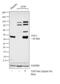 Serpin Family E Member 1 antibody, MA5-17171, Invitrogen Antibodies, Western Blot image 