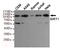 Sirtuin 1 antibody, TA347045, Origene, Western Blot image 