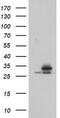 Proteasome Subunit Alpha 6 antibody, TA800102BM, Origene, Western Blot image 