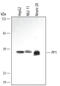 Neuropeptide Y Receptor Y4 antibody, MAB3000, R&D Systems, Western Blot image 