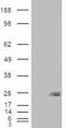 Secretion Associated Ras Related GTPase 1B antibody, LS-C55434, Lifespan Biosciences, Western Blot image 