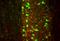 Solute Carrier Family 17 Member 7 antibody, NBP2-59329, Novus Biologicals, Immunohistochemistry paraffin image 