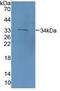 Protocadherin Related 15 antibody, LS-C373213, Lifespan Biosciences, Western Blot image 