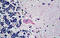Microtubule Associated Protein 1 Light Chain 3 Alpha antibody, MBS244864, MyBioSource, Immunohistochemistry paraffin image 