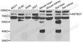 Kelch Repeat And BTB Domain Containing 7 antibody, A7392, ABclonal Technology, Western Blot image 
