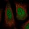 Ubiquitin Specific Peptidase 24 antibody, NBP1-82943, Novus Biologicals, Immunofluorescence image 