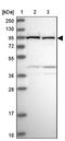 VPS16 Core Subunit Of CORVET And HOPS Complexes antibody, NBP2-48785, Novus Biologicals, Western Blot image 
