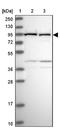 Vacuolar protein sorting-associated protein 16 homolog antibody, NBP2-48785, Novus Biologicals, Western Blot image 