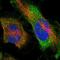 Myozenin 3 antibody, NBP1-90616, Novus Biologicals, Immunocytochemistry image 